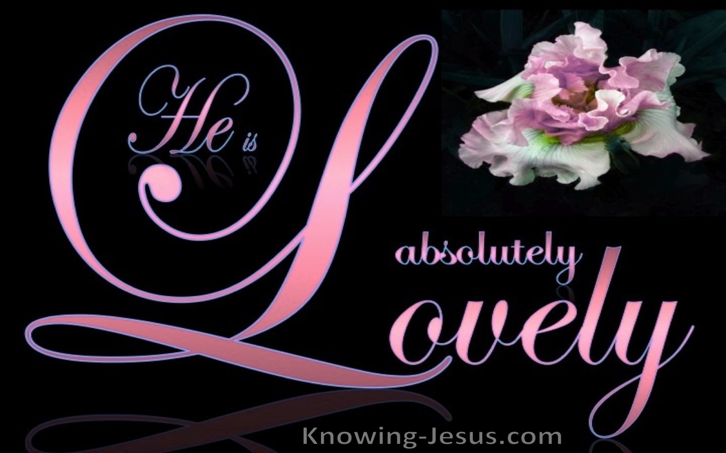 Song of Solomon 5-16 He Is Absolutely Lovely (pink)